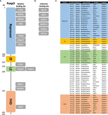 Post-Translational Regulations of Foxp3 in Treg Cells and Their Therapeutic Applications